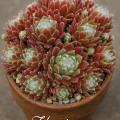 Sempervivum-Sorte Hurricane im Pflanztopf