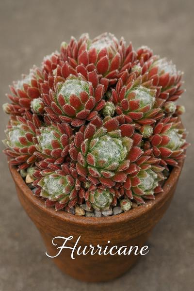 Sempervivum-Sorte Hurricane im Pflanztopf