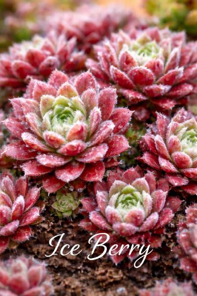 Sempervivum Ice Berry mit rotgrünen Rosetten und feinen weißen Spinnfäden