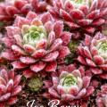 Sempervivum Ice Berry mit rotgrünen Rosetten und feinen weißen Spinnfäden