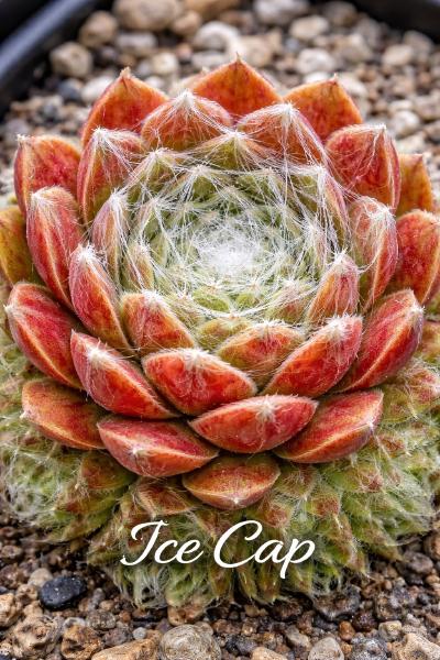 Sempervivum Ice Cap mit hellgrünen Rosetten und feiner weißer Bespinnung