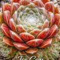 Sempervivum Ice Cap mit hellgrünen Rosetten und feiner weißer Bespinnung