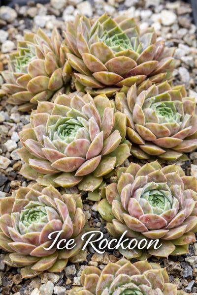 Sempervivum Ice Rockoon mit bulligen, sukkulenten Rosetten im Pflanzgefäß