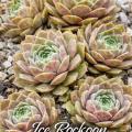 Sempervivum Ice Rockoon mit bulligen, sukkulenten Rosetten im Pflanzgefäß