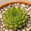 Sempervivum-Sorte Ingemarie im Pflanztopf