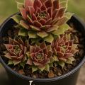 Sempervivum-Sorte Irazu im Pflanztopf