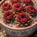 Sempervivum-Sorte Jasper im Pflanztopf
