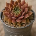 Sempervivum-Sorte Jelly Bean im Pflanztopf