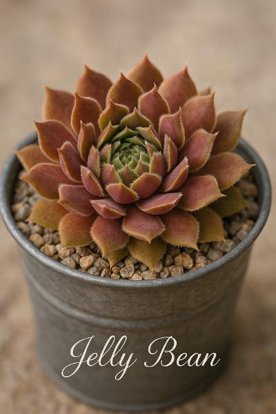 Sempervivum-Sorte Jelly Bean im Pflanztopf