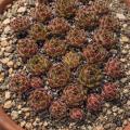 Sempervivum-Sorte Jennifer im Pflanztopf