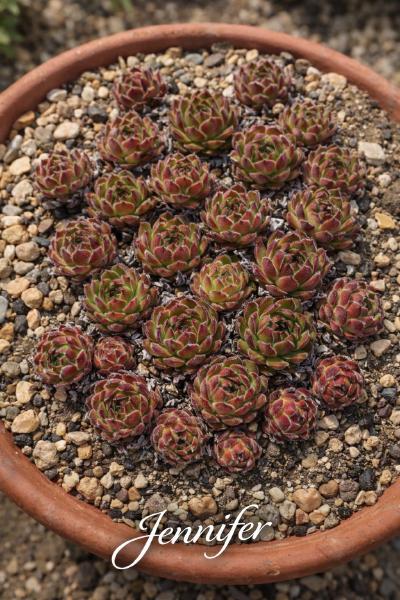 Sempervivum-Sorte Jennifer im Pflanztopf