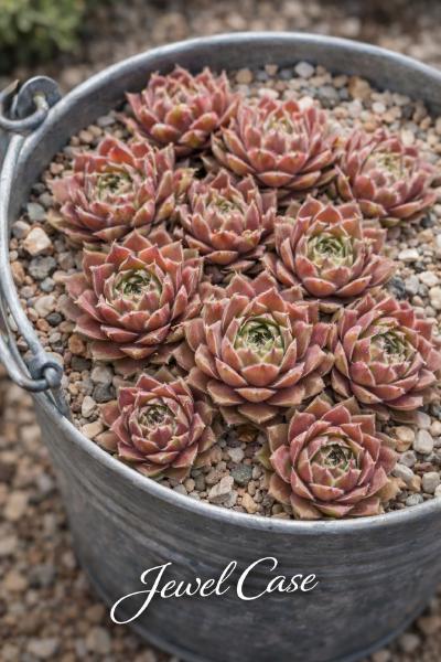 Sempervivum-Sorte Jewel Case im Pflanztopf
