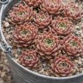 Sempervivum-Sorte Jewel Case im Pflanztopf