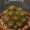 Sempervivum-Sorte Jubelruf im Pflanztopf