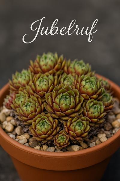 Sempervivum-Sorte Jubelruf im Pflanztopf