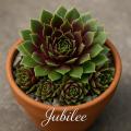 Sempervivum-Sorte Jubilee im Pflanztopf