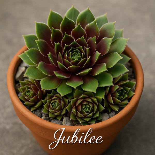 Sempervivum-Sorte Jubilee im Pflanztopf