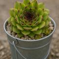 Sempervivum-Sorte Kai im Pflanztopf
