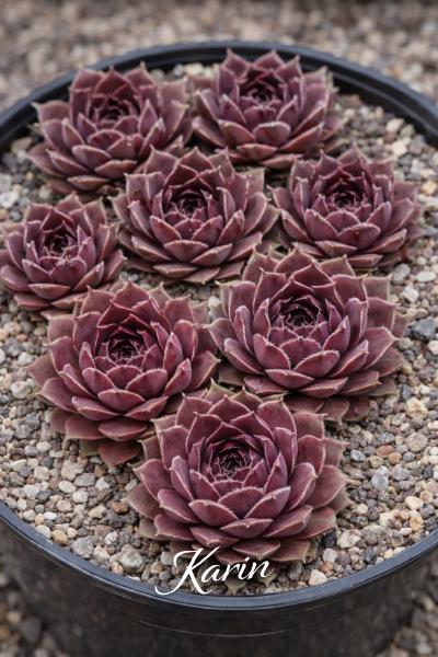 Sempervivum-Sorte Karin im Pflanztopf