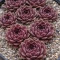 Sempervivum-Sorte Karin im Pflanztopf