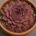 Sempervivum-Sorte Keepsake im Pflanztopf