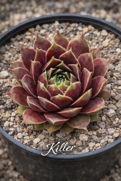 Sempervivum-Sorte Killer im Pflanztopf