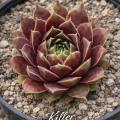 Sempervivum-Sorte Killer im Pflanztopf