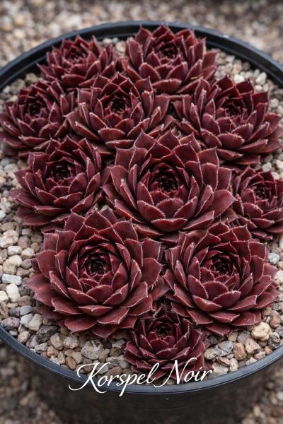 Sempervivum-Sorte Korspel Noir im Pflanztopf