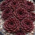 Sempervivum-Sorte Korspel Noir im Pflanztopf