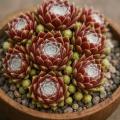 Sempervivum-Sorte Kramer's Spinrad im Pflanztopf