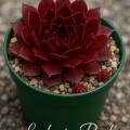 Sempervivum-Sorte Lady in Red im Pflanztopf