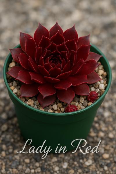 Sempervivum-Sorte Lady in Red im Pflanztopf
