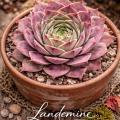 Sempervivum-Sorte Landemine im Pflanztopf