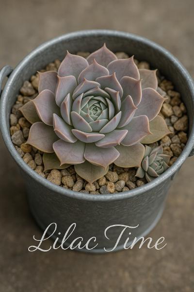 Sempervivum-Sorte Lilac Time im Pflanztopf