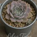 Sempervivum-Sorte Lilac Time im Pflanztopf