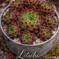 Sempervivum-Sorte Litschi im Pflanztopf