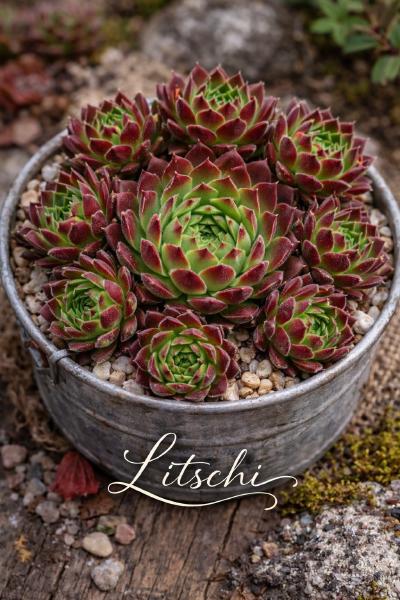 Sempervivum-Sorte Litschi im Pflanztopf