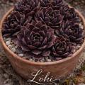 Sempervivum-Sorte Loki im Pflanztopf