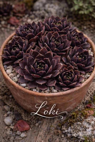 Sempervivum-Sorte Loki im Pflanztopf