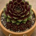 Sempervivum-Sorte Lucy Liu im Pflanztopf