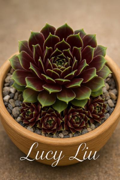 Sempervivum-Sorte Lucy Liu im Pflanztopf