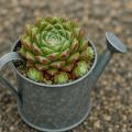 Sempervivum-Sorte Madeleine im Pflanztopf