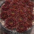 Sempervivum-Sorte Maggie im Pflanztopf