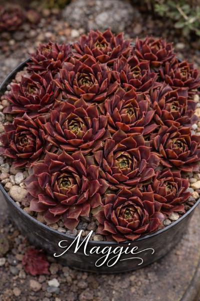Sempervivum-Sorte Maggie im Pflanztopf