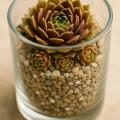 Sempervivum-Sorte Magic Spell im Pflanztopf