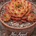 Sempervivum-Sorte Mai Appel im Pflanztopf