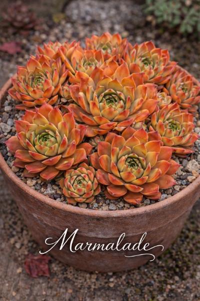 Sempervivum-Sorte Marmalade im Pflanztopf