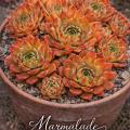 Sempervivum-Sorte Marmalade im Pflanztopf