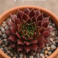 Sempervivum-Sorte Melodie im Pflanztopf