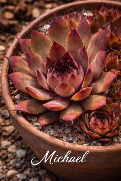 Sempervivum-Sorte Michael im Pflanztopf